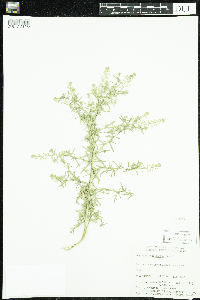 Lepidium densiflorum image