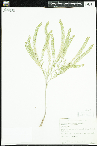 Lepidium densiflorum image