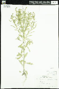 Lepidium densiflorum image
