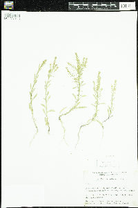 Lepidium densiflorum image
