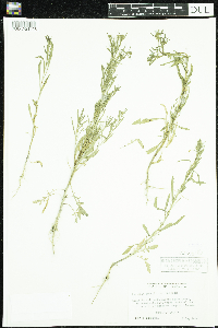 Lepidium densiflorum image