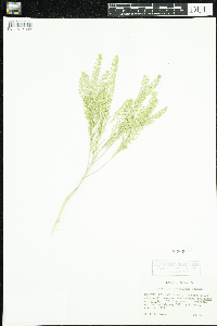 Lepidium densiflorum image