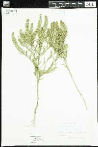 Lepidium densiflorum image