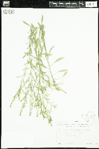 Lepidium densiflorum image