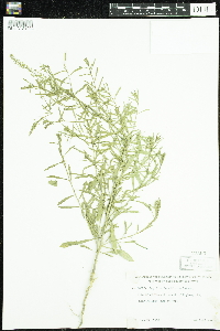 Lepidium densiflorum image