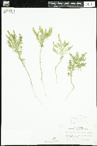 Lepidium densiflorum image
