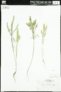 Lepidium densiflorum image