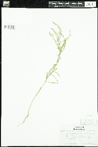 Lepidium densiflorum image