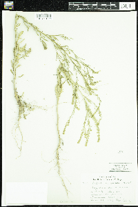Lepidium densiflorum image