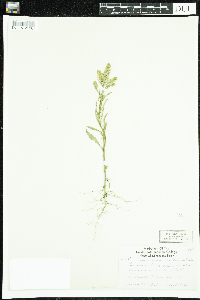 Lepidium densiflorum image