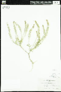 Lepidium densiflorum image