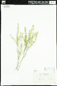 Lepidium densiflorum image