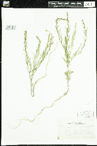 Lepidium densiflorum image