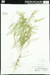 Lepidium densiflorum image