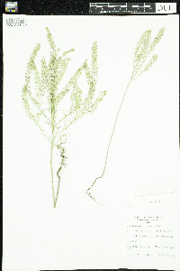 Lepidium densiflorum image