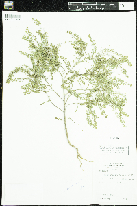 Lepidium densiflorum image