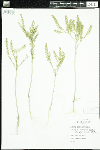Lepidium densiflorum image