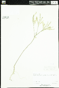 Lepidium densiflorum image