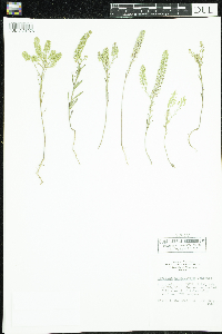 Lepidium densiflorum image