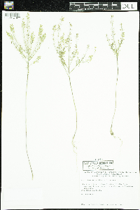 Lepidium densiflorum image