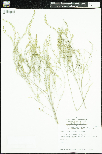 Lepidium densiflorum image
