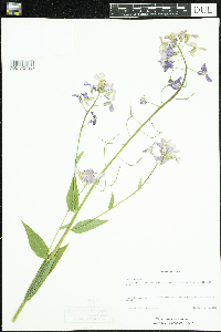 Hesperis matronalis image