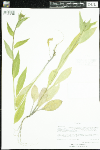 Hesperis matronalis image