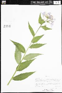 Hesperis matronalis image