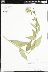 Hesperis matronalis image