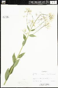 Hesperis matronalis image