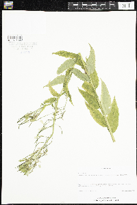 Hesperis matronalis image
