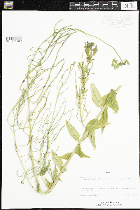 Hesperis matronalis image