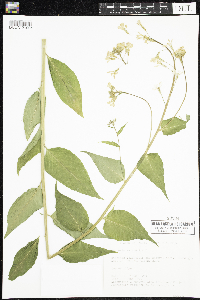 Hesperis matronalis image