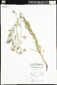 Hesperis matronalis image