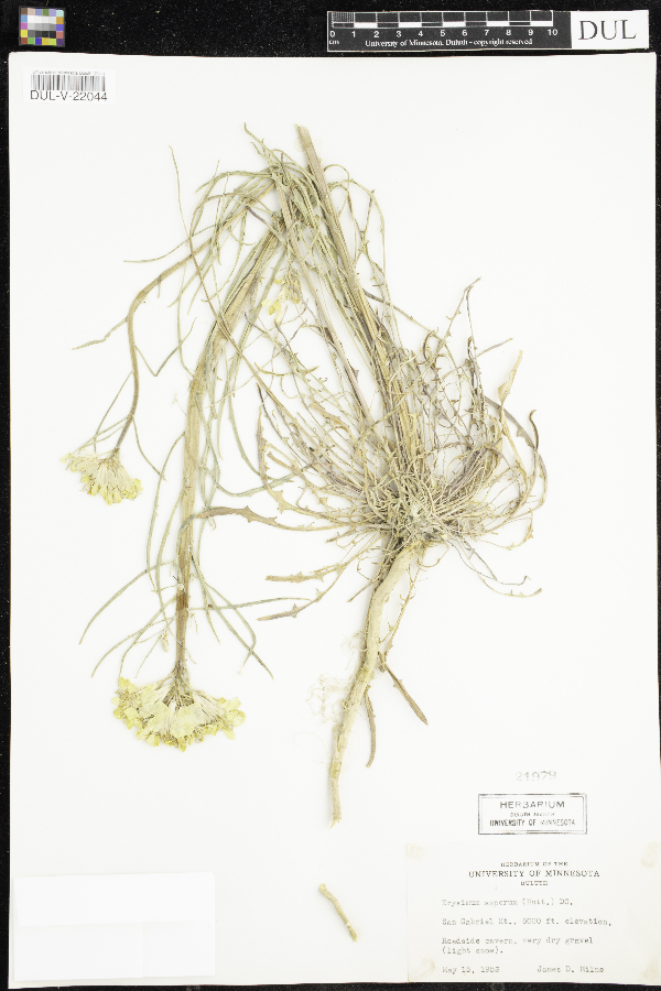 Erysimum image