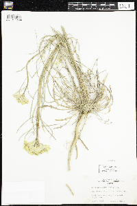 Image of Erysimum asperum