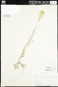 Erysimum asperum image