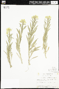 Image of Erysimum allionii
