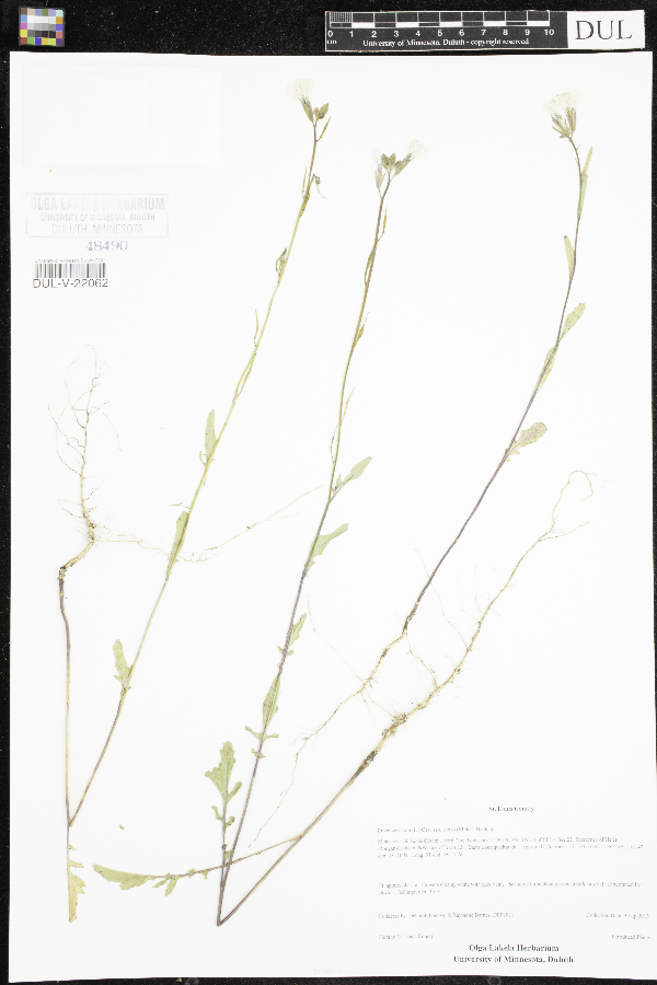 Eruca vesicaria subsp. sativa image