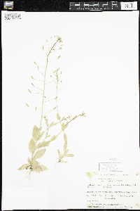 Draba nemorosa image