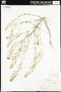 Descurainia incana image