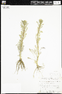 Media resource of Descurainia sophioides