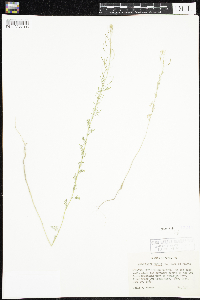 Media resource of Descurainia sophia