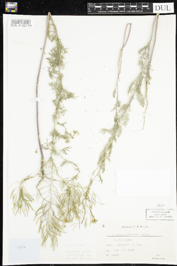 Descurainia pinnata subsp. pinnata image