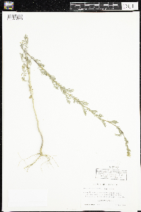 Descurainia sophia image