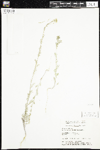 Descurainia sophia image