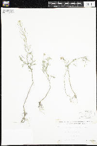 Descurainia sophia image