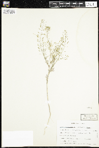 Descurainia pinnata image