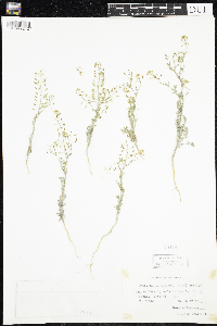 Descurainia pinnata image