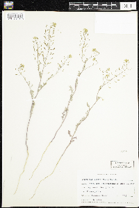 Descurainia pinnata image